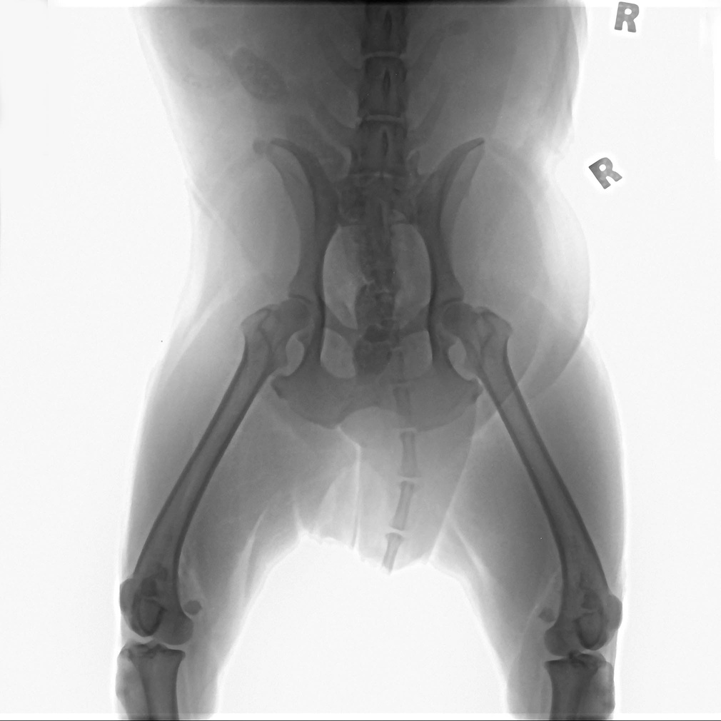 Dog X-ray