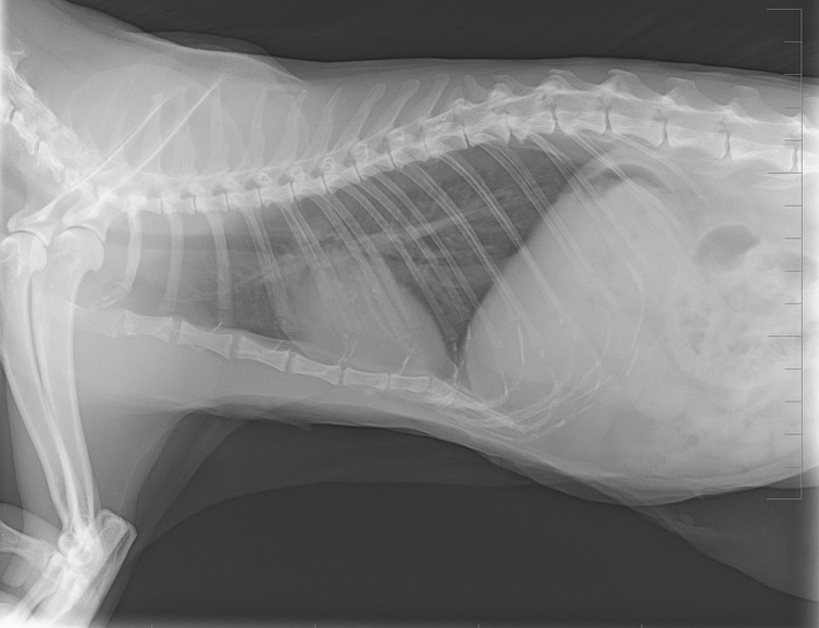 X-ray image of adult cat. X-ray thorax cat.